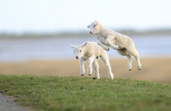 כבשים קופצים מאת אלמר וייס באתר 500px.com