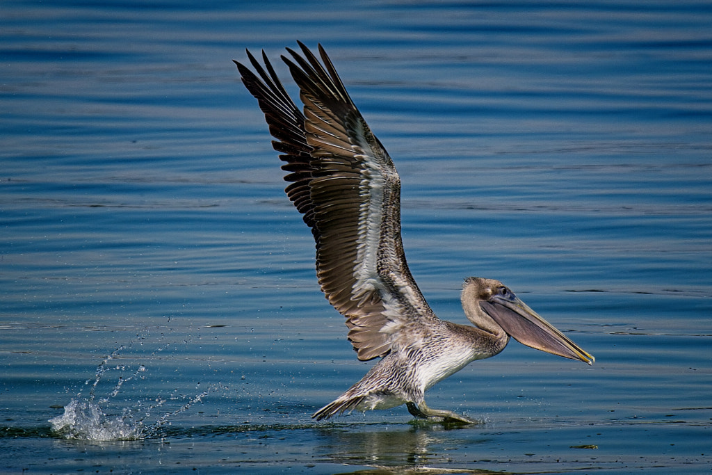 Brown Pelican Takes OFF by Stuart Schaefer on 500px.com
