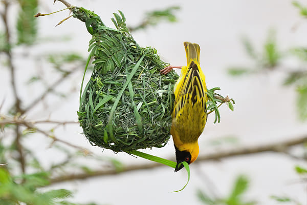 Southern Masked Weaver 4 by Elmar Weiss on 500px.com