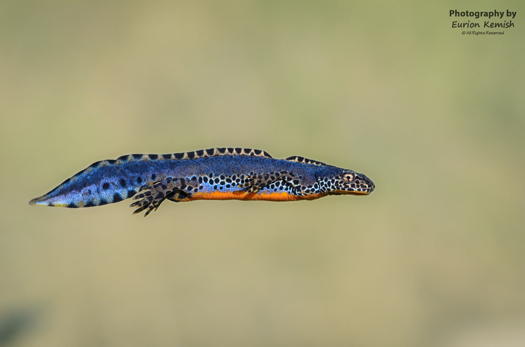 One newt to rule them all... by Eurion Kemish on 500px.com