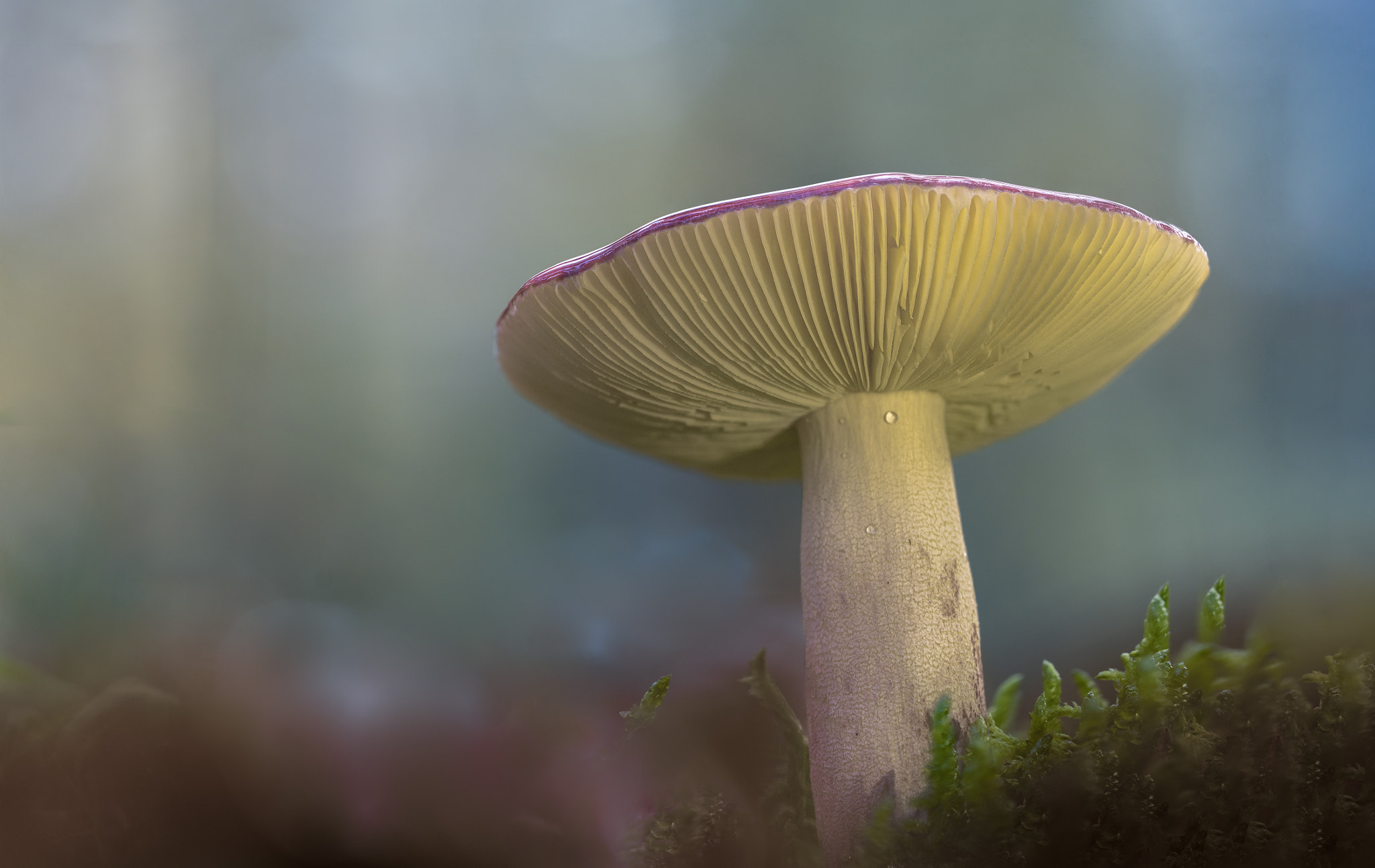 Russula Sardinia.