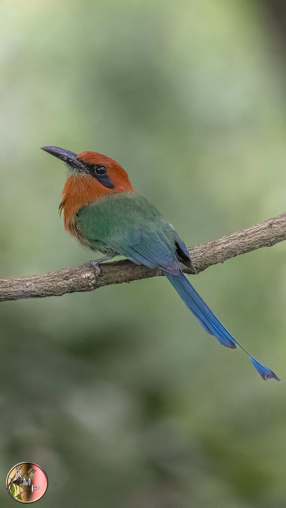 Plattschnabelmotmot