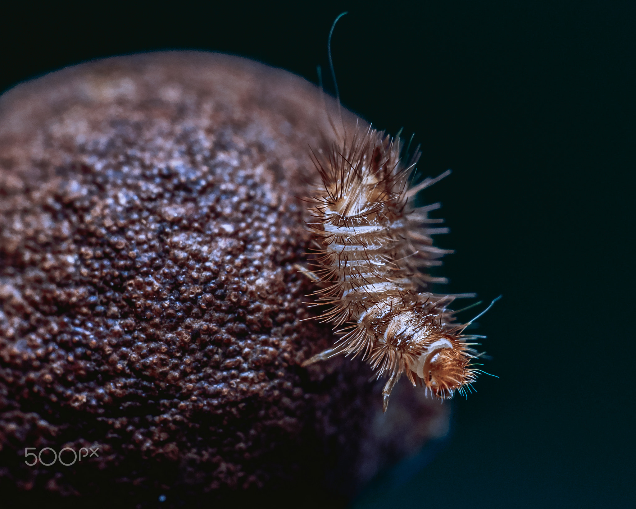Carpet Beetle on grain of black pepper