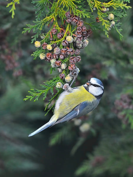 Blue Tit 2 by Elmar Weiss on 500px.com