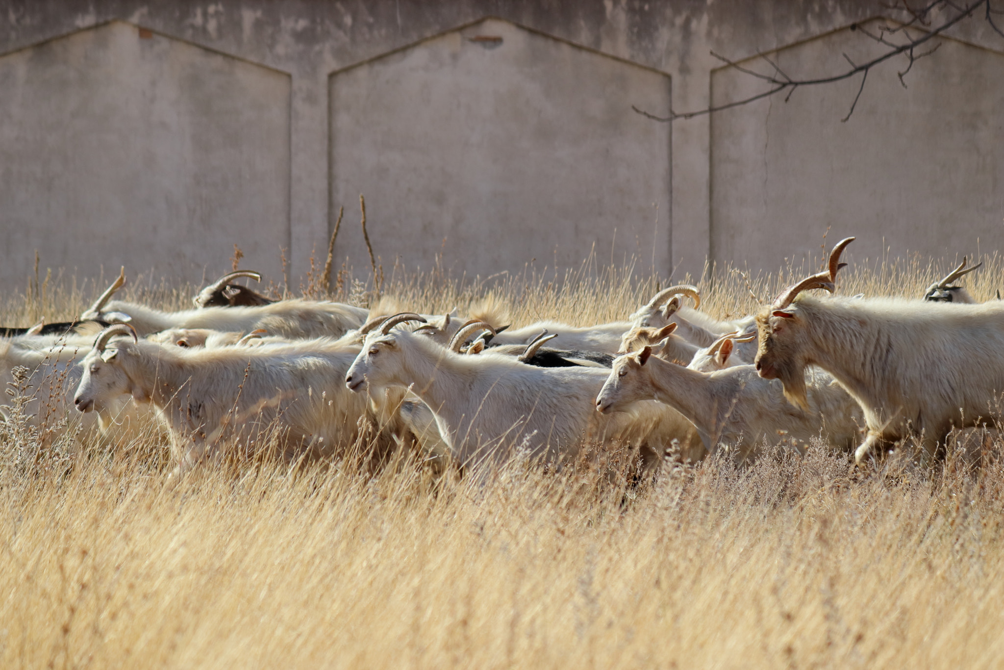 Side view close-up of goats passing through dried meadow