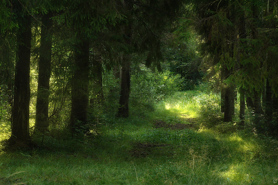 forest sketch 2 by Andrey Nekrasov / 500px