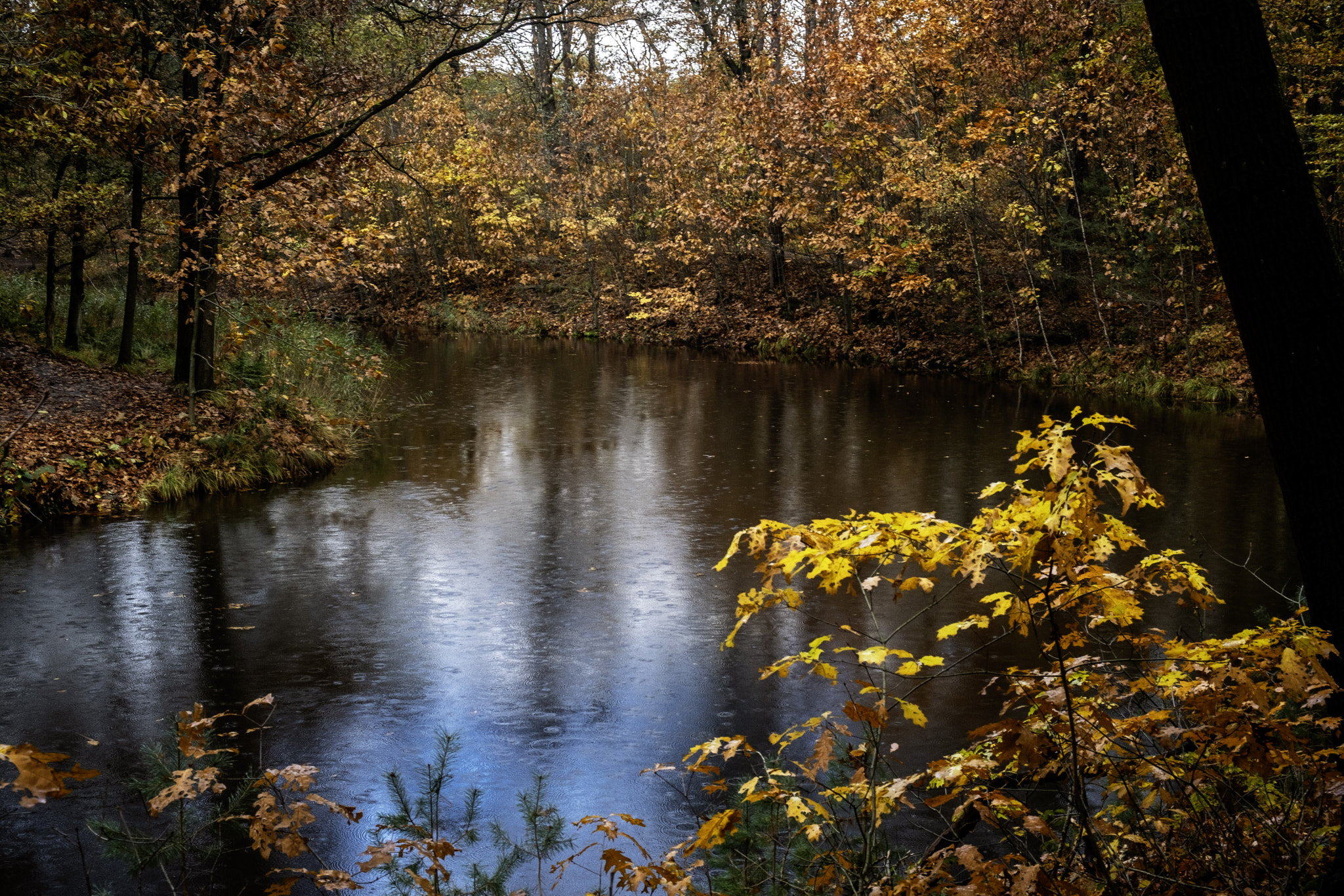 A rainy autumn day...