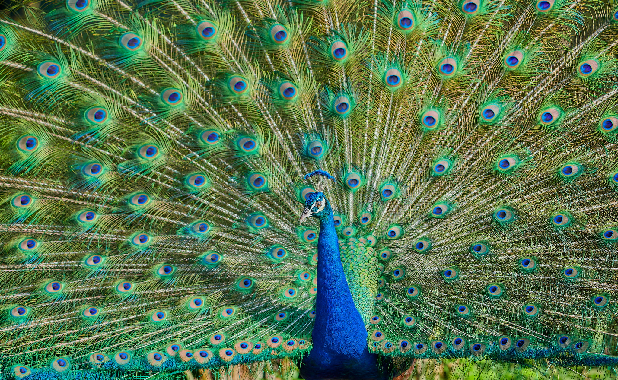 Image of male Peacock at bright natural light