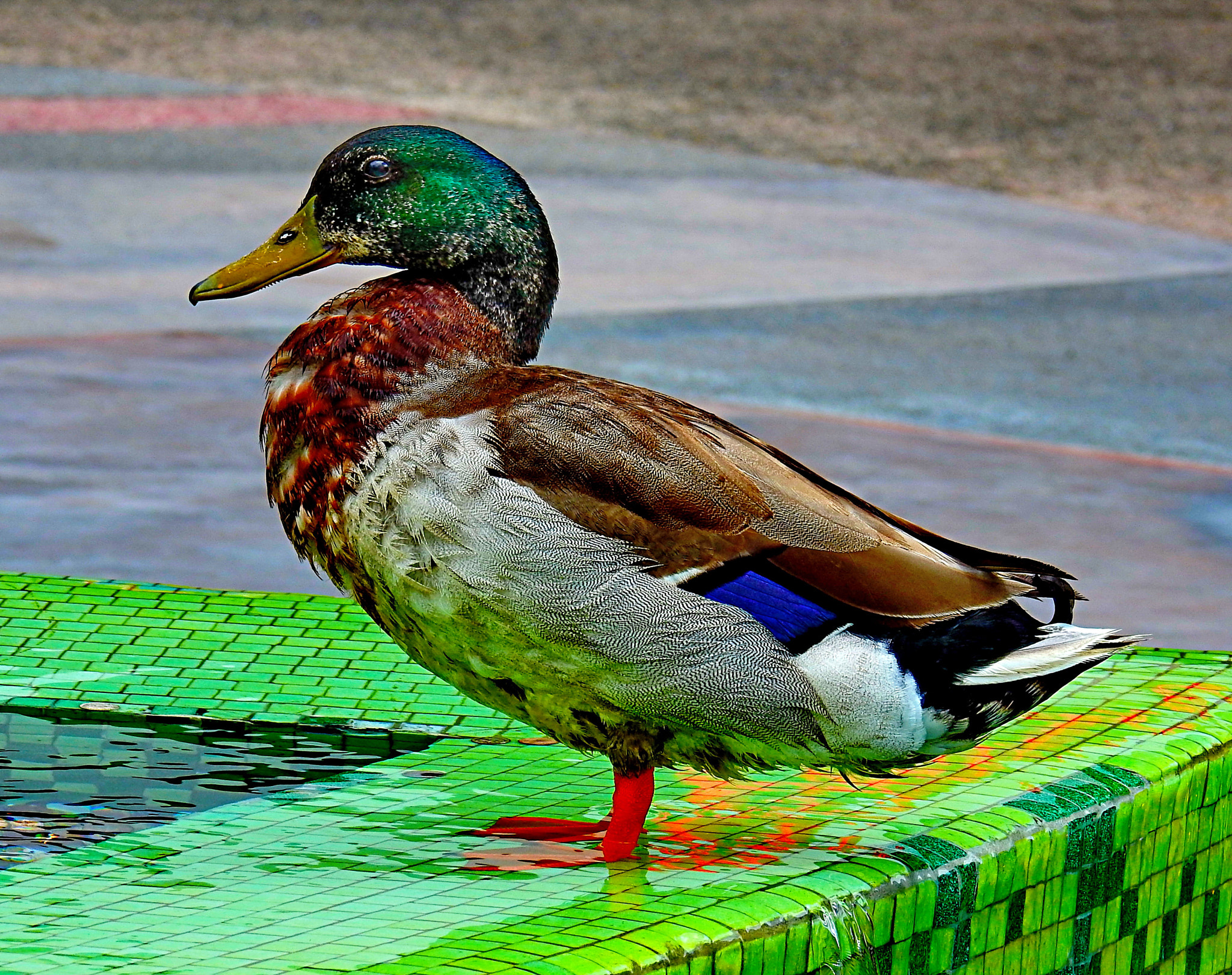 Duck Very bad service at 500px. Can you recommend alternative sites for photos. Leave response on me