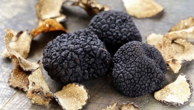 Nam Truffle den Urbani Tartufi Y - Nam Cuc den Goi 70G