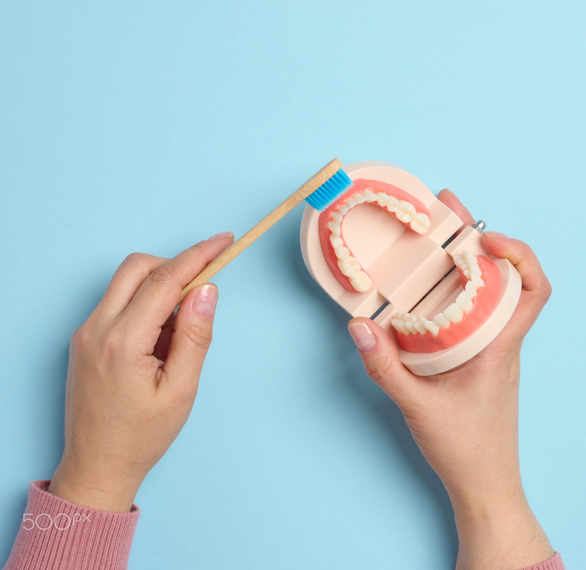 A woman's hand holds a plastic model of a human jaw with white teeth and a wooden toothbrush