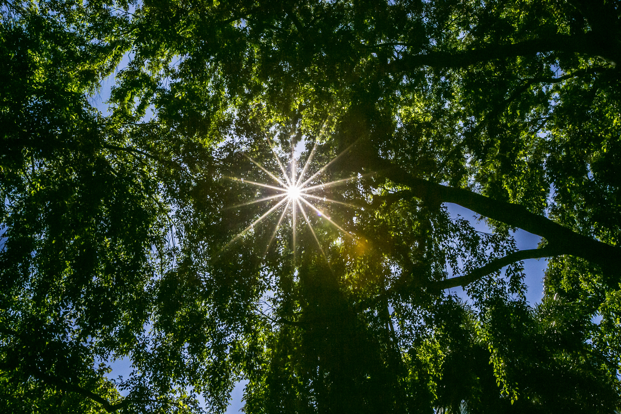 Sunlight through trees