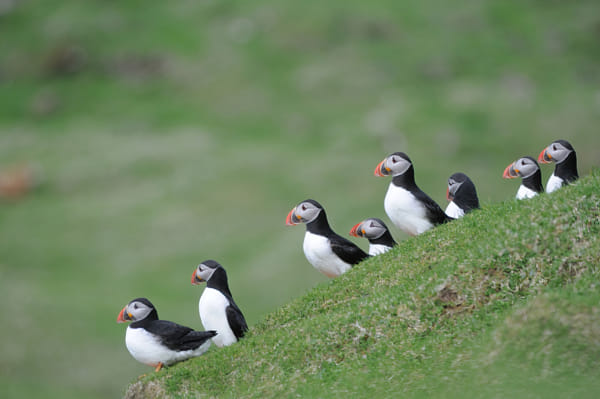 Atlantic Puffin 3 by Elmar Weiss on 500px.com