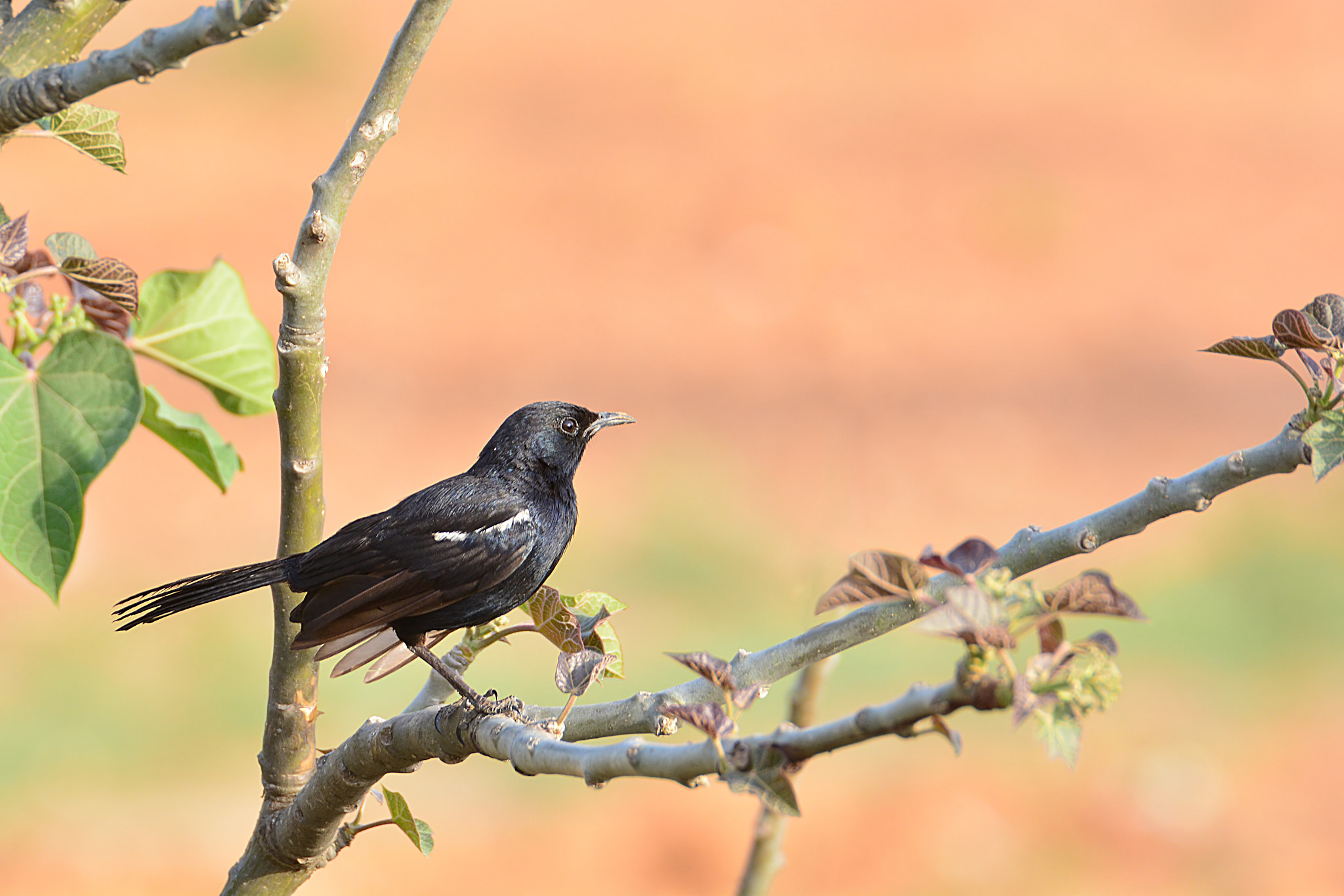 Pied Bushchat