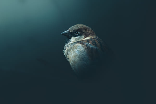 Birdy by Mike Ladurner on 500px.com