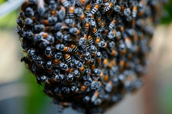תקריב של דבורת דבש על חלת דבש מאת אנוצ'ה מופאסה ב-500px.com