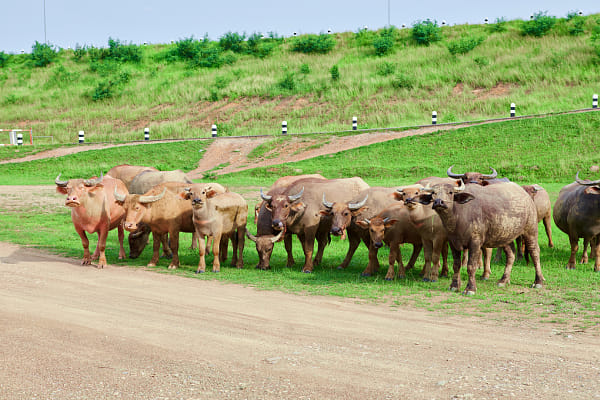 Portrait of Thai buffalo grazing on pasture by Anucha Muphasa on 500px.com