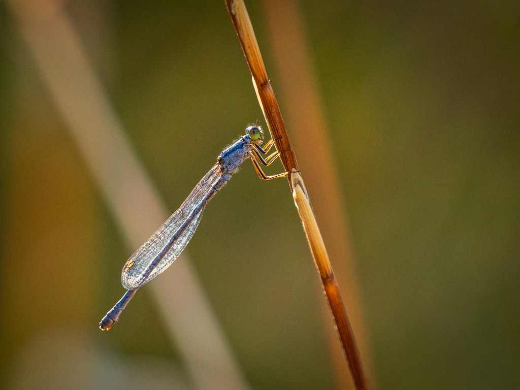 Inland Ringtail by Paul Amyes on 500px.com