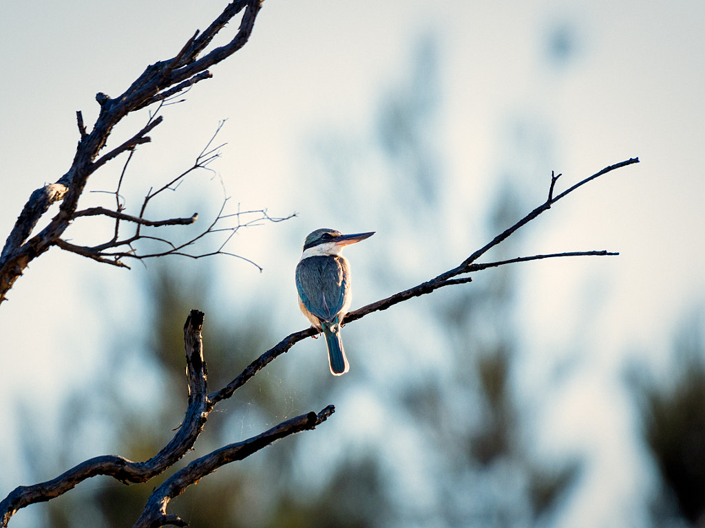 Red-backed Kingfisher by Paul Amyes on 500px.com