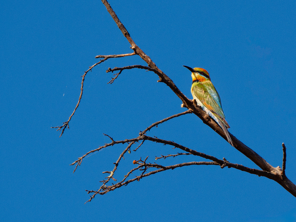 Birin-birin by Paul Amyes on 500px.com