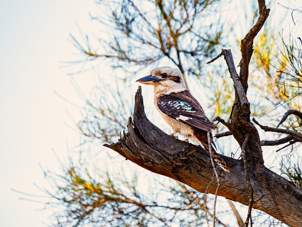 Kaa-kaa by Paul Amyes on 500px.com