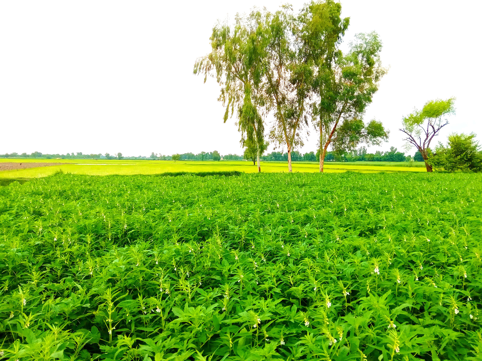 Sesame crop & Rice crop & Trees \uD83C\uDF33