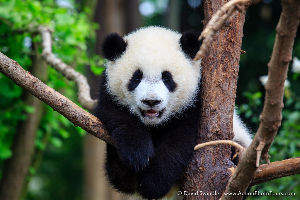 30 Cute Baby Animal Photos Found In The Wild 500px