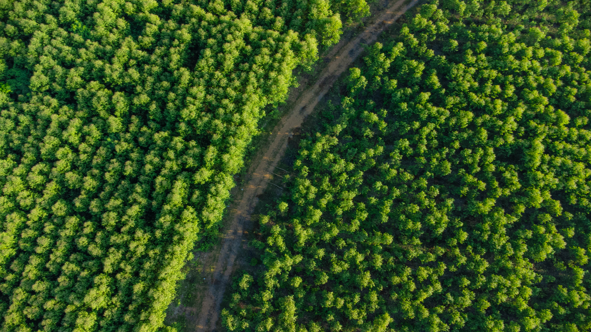 Aerial view of eucalyptus plantation in Thailand. Top view of cultivation areas or agricultural land