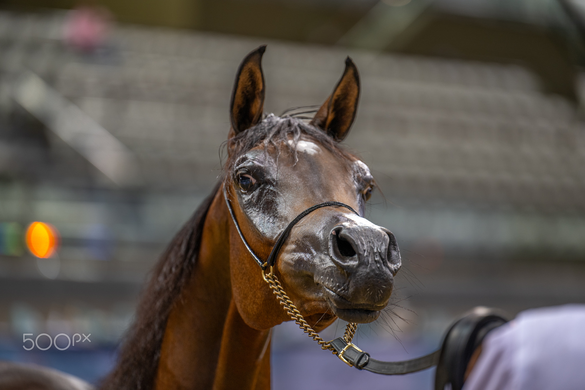 Portrait of a Beautiful Horse Arabian