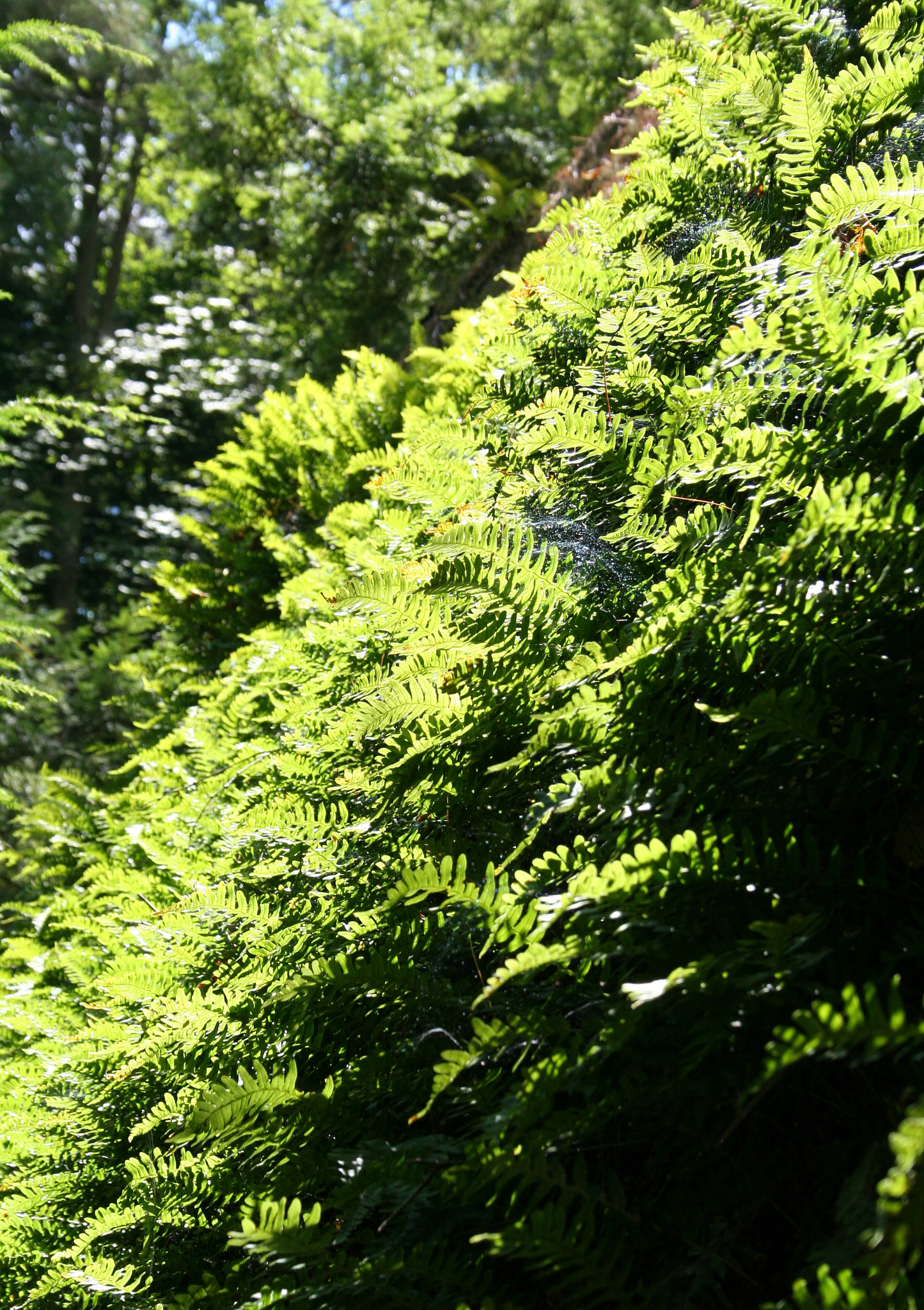 Polypody ferns on a slope