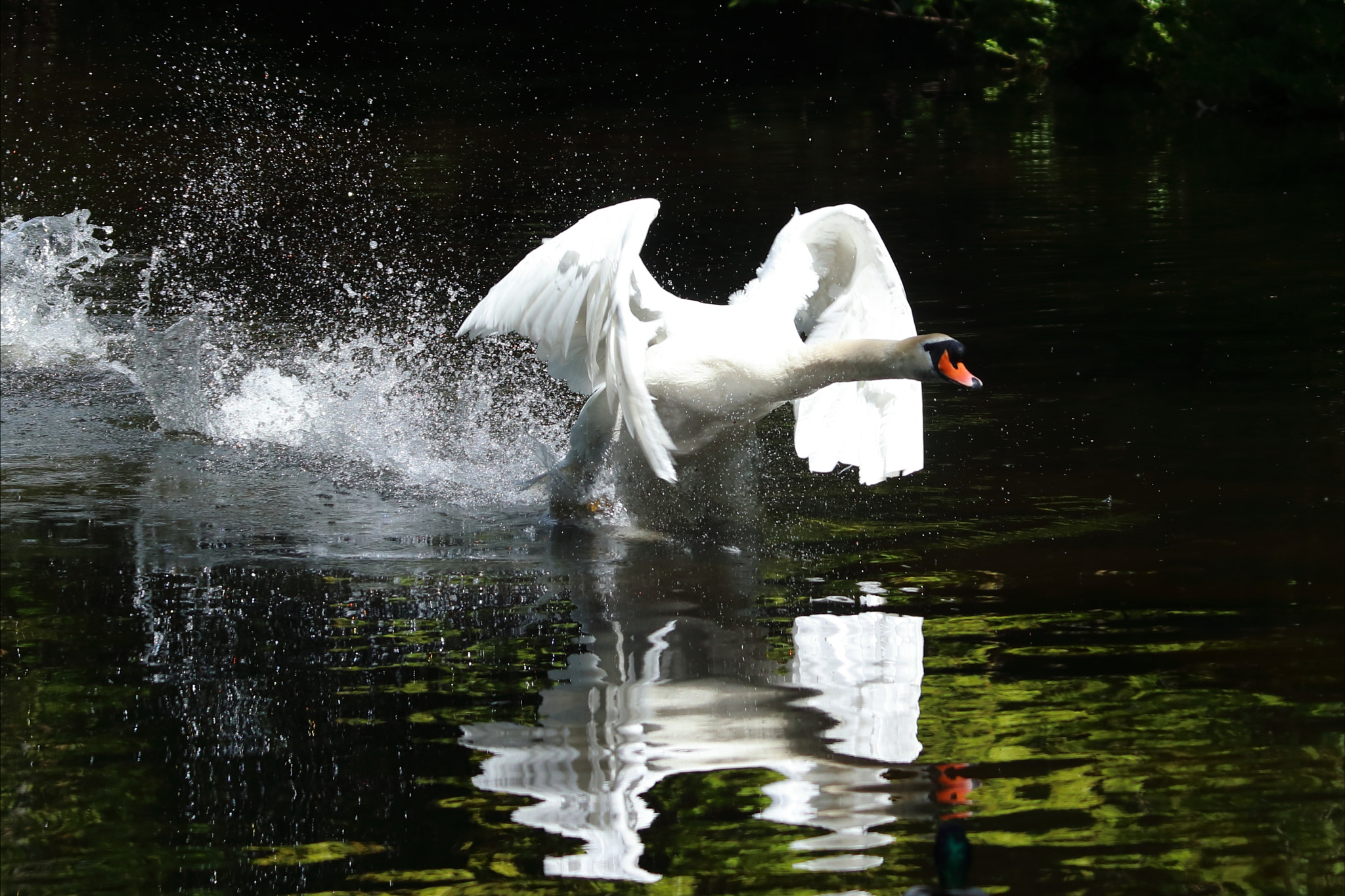 Swan take off