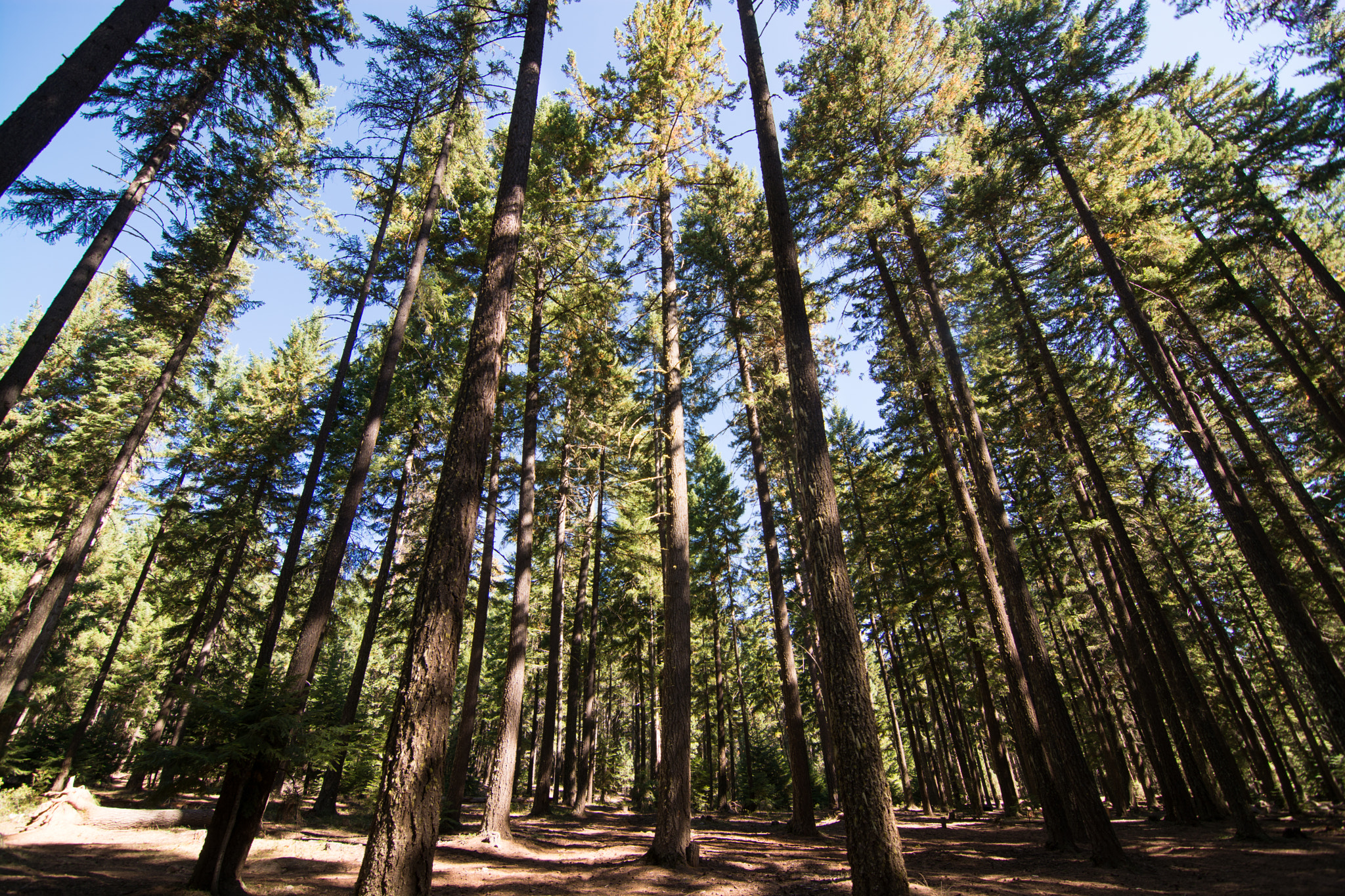 Stand of Trees by Andrew Pleune / 500px