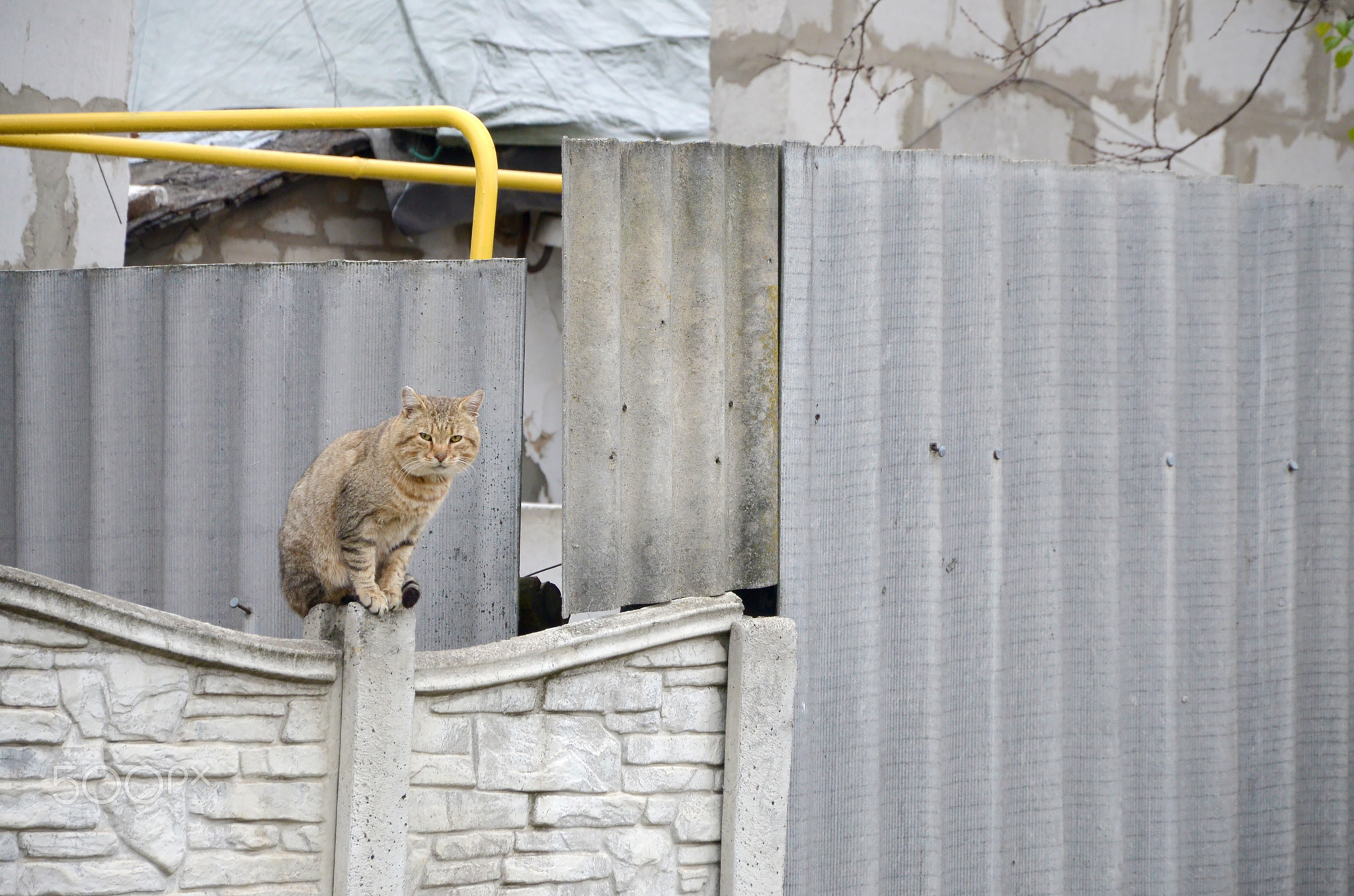 Fluffy ginger stripped tabby cat sitting on old fence at residental house