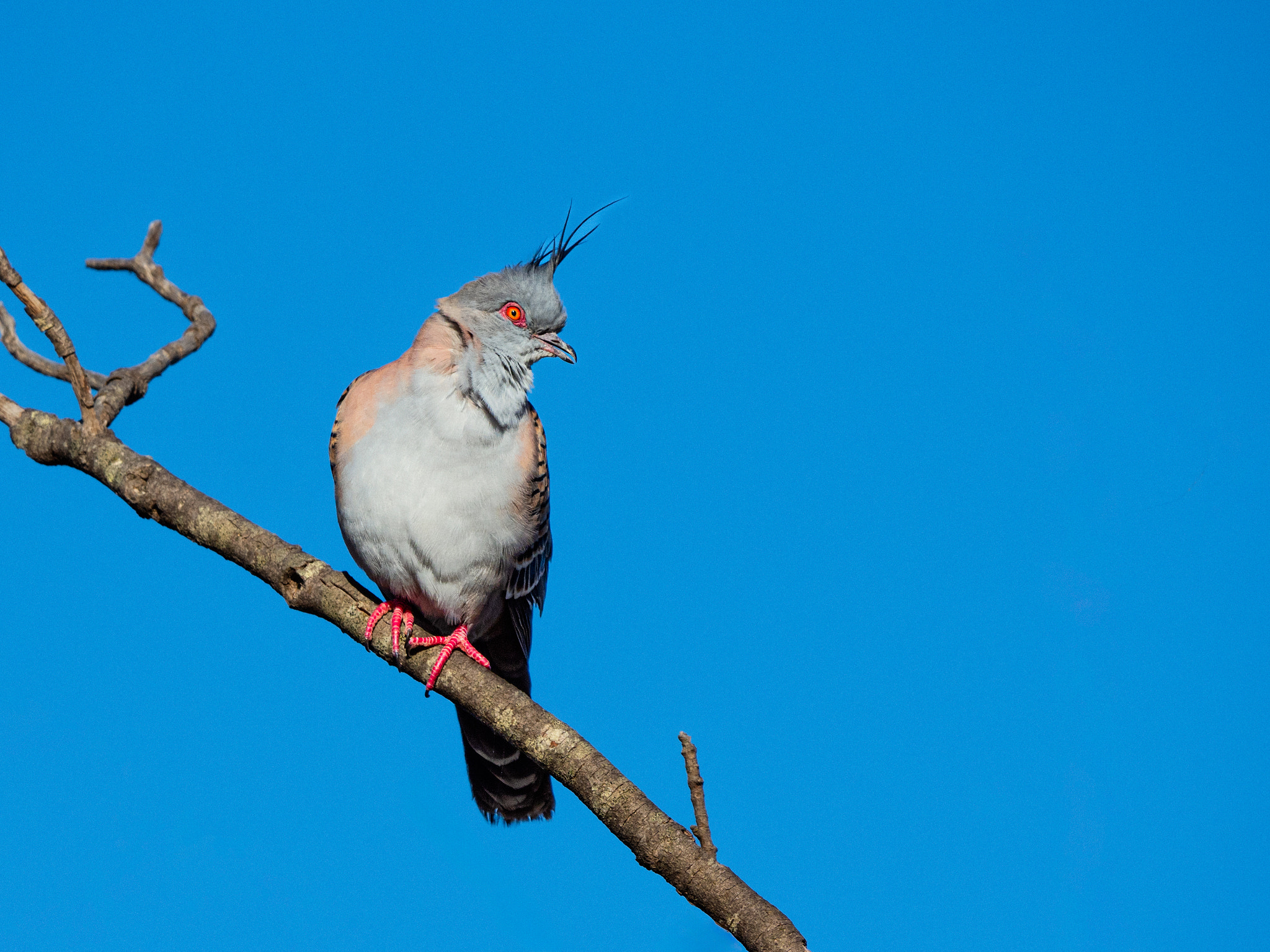 Kakara by Paul Amyes on 500px.com