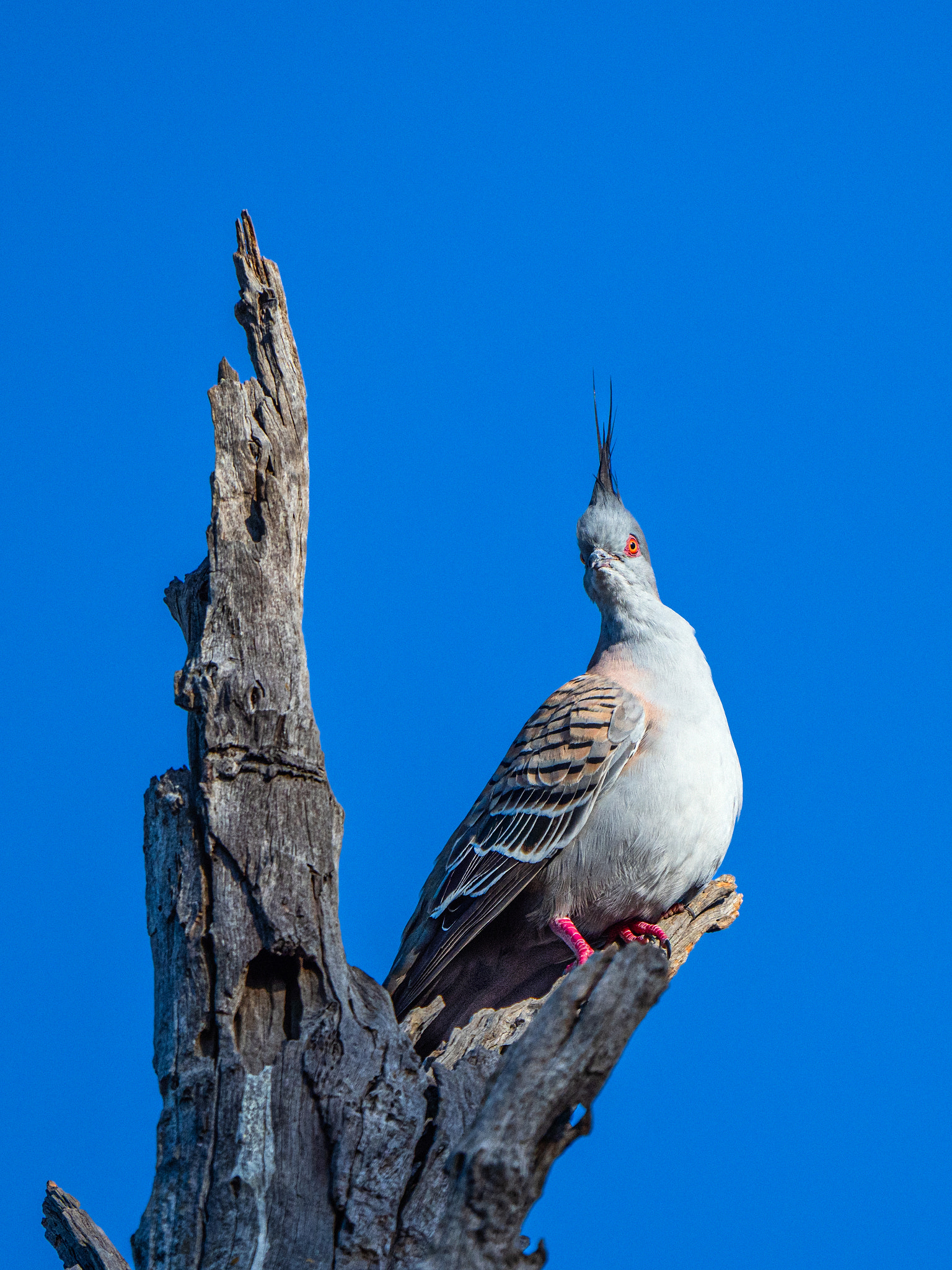 Kakara by Paul Amyes on 500px.com