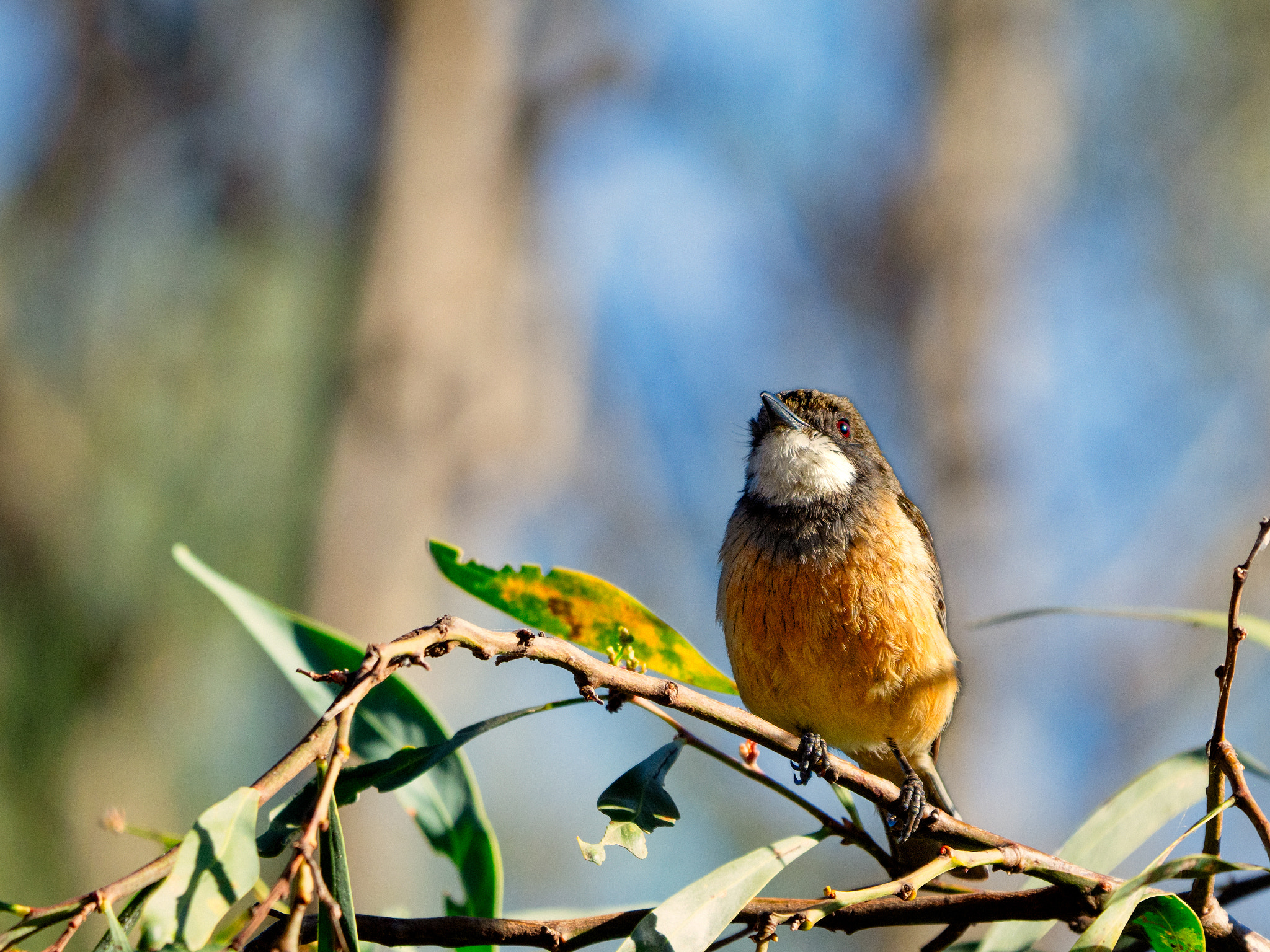 Bambon by Paul Amyes on 500px.com