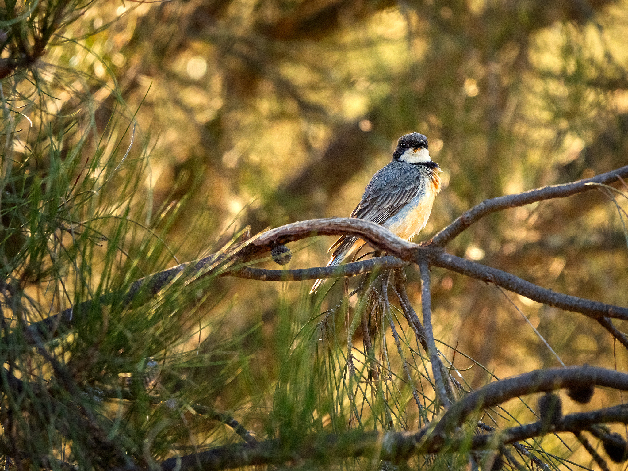 Bambon by Paul Amyes on 500px.com
