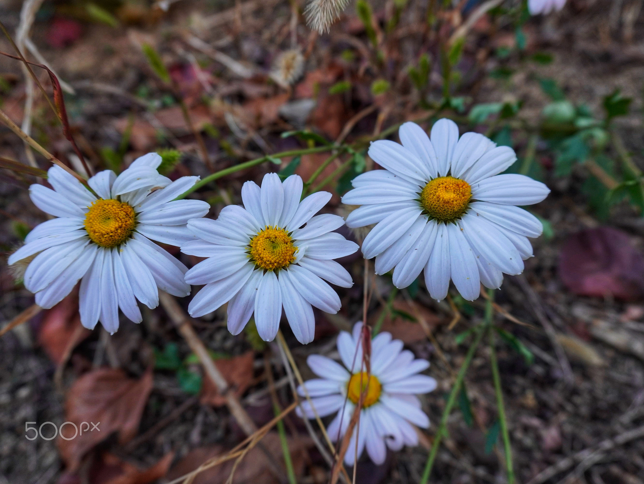 Daisy flowers are white and yellow