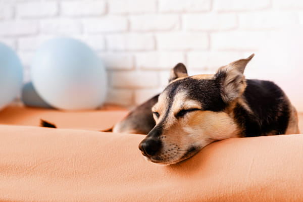 צבע השנה 2024: Peach Fuzz.  כלב מעורב חמוד ישן על מיטת כלב בבית מאת אילונה שורוקהובה ב-500px.com