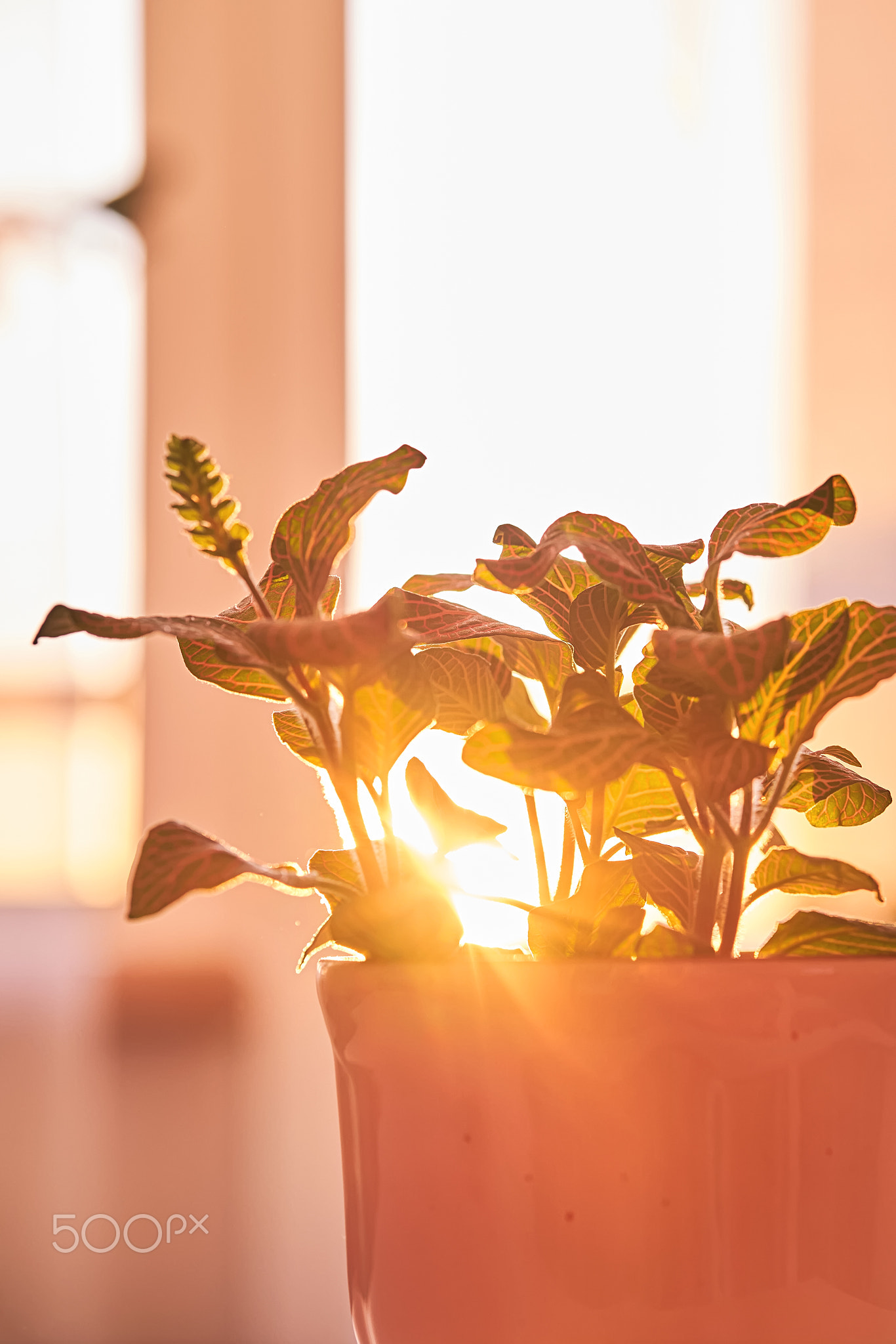 Blooming house plant against the backdrop of the dawn sun.