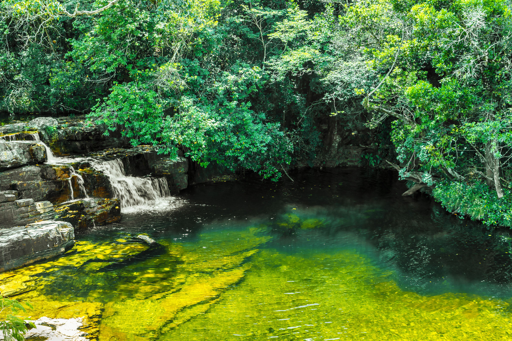 Scenic view of lake in forest