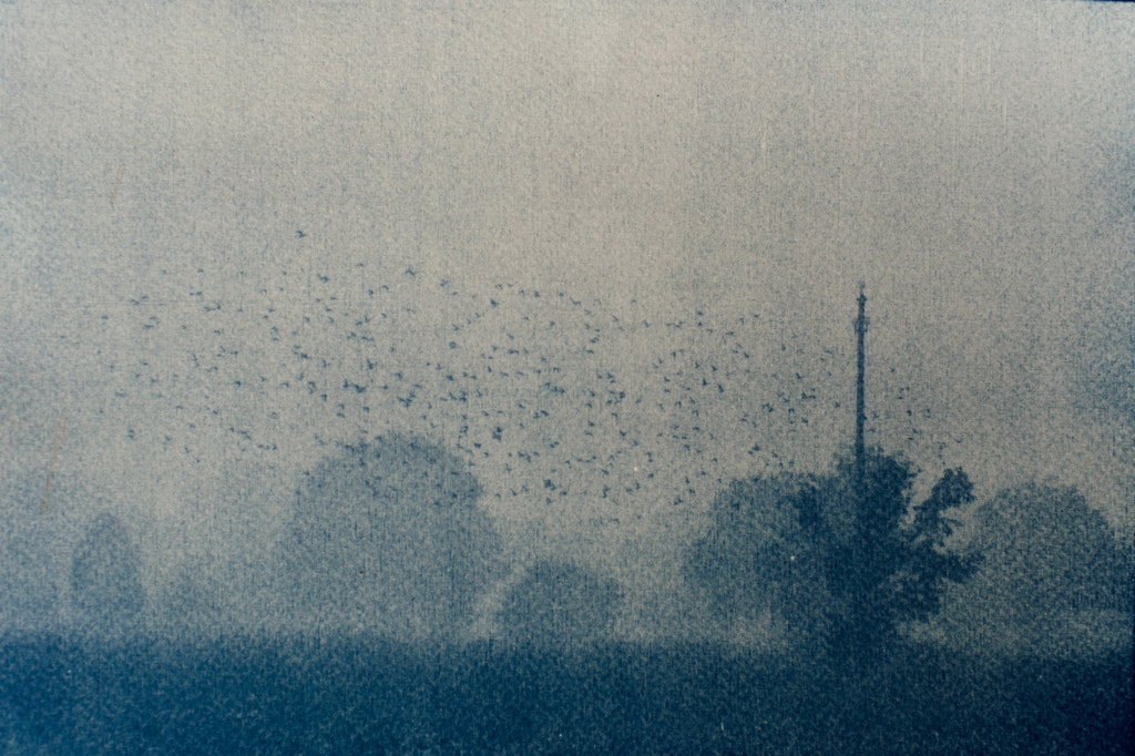 Cyanotype by Nadejda Latunova on 500px.com