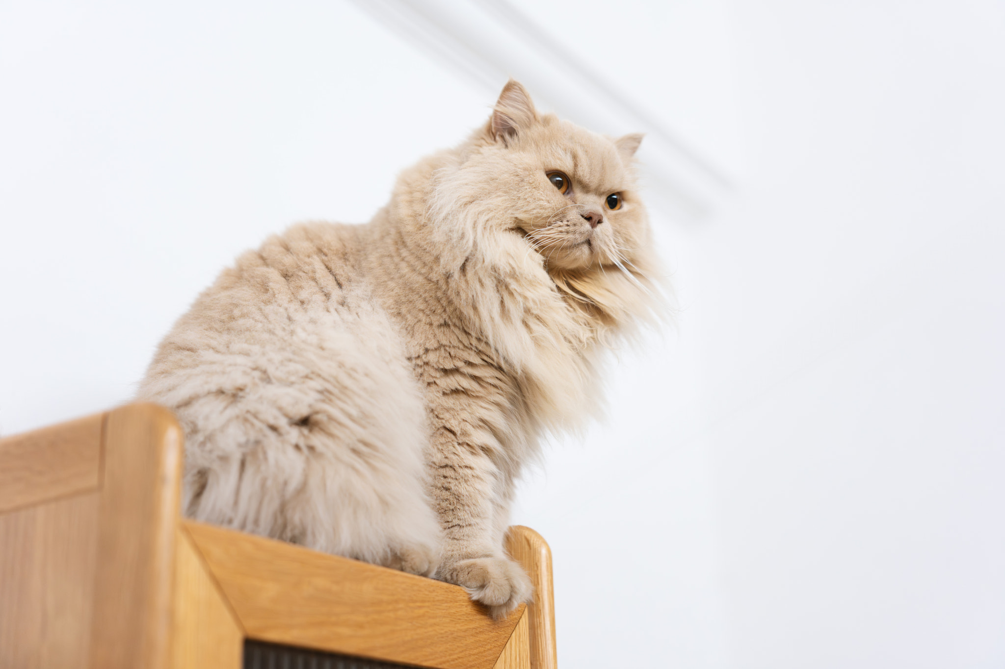 Assertive British Longhair Cat Claims Shelf Territory