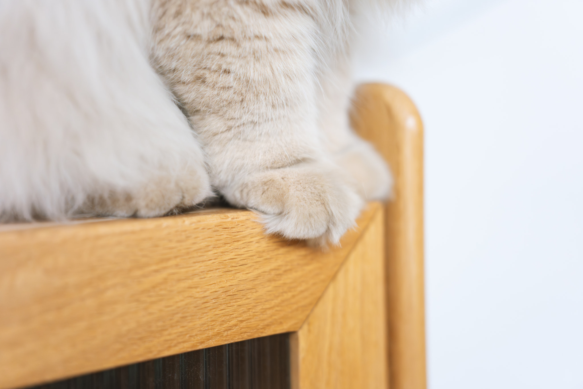 Assertive British Longhair Cat Claims Shelf Territory