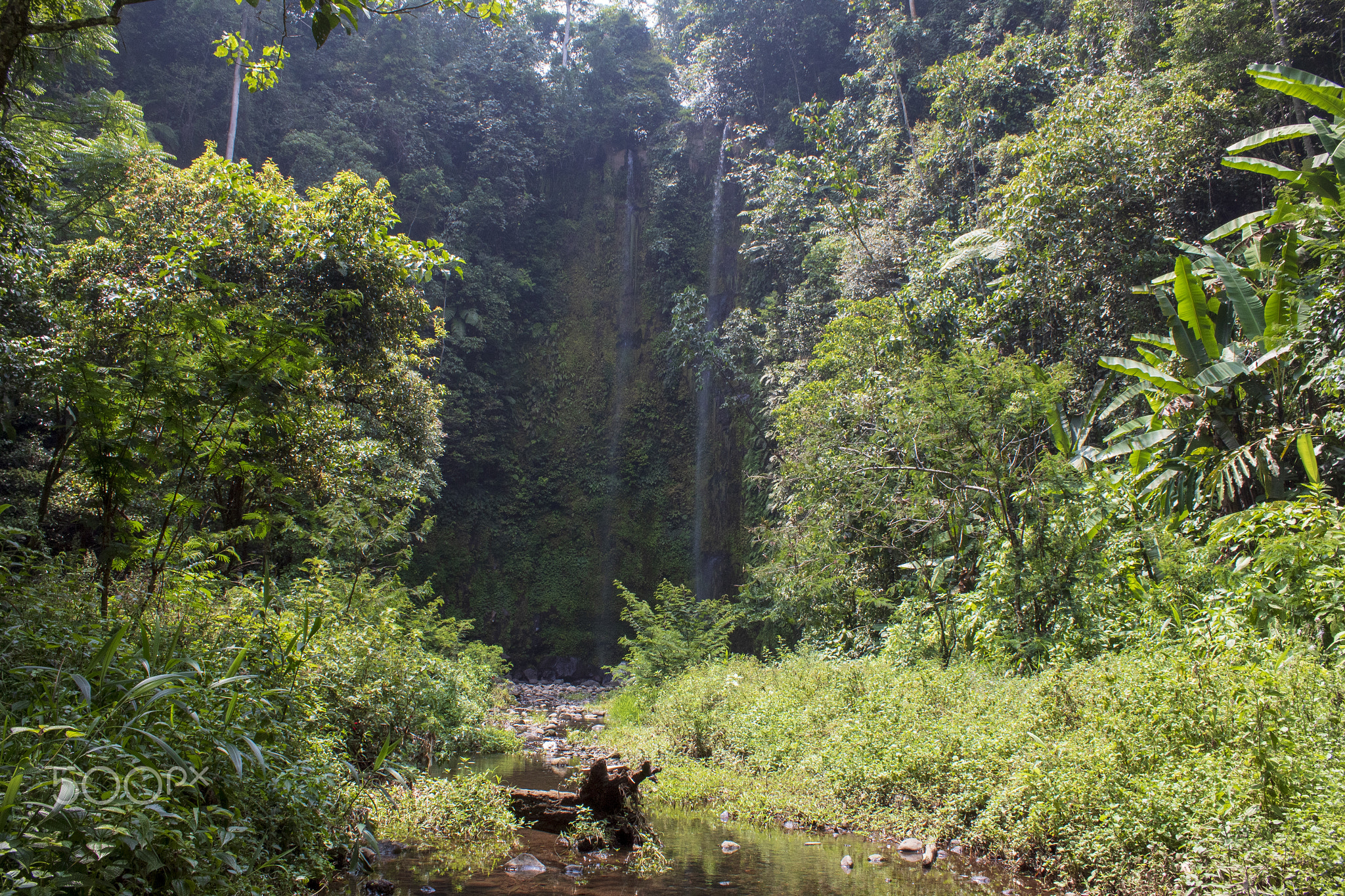 Scenic view of the forest