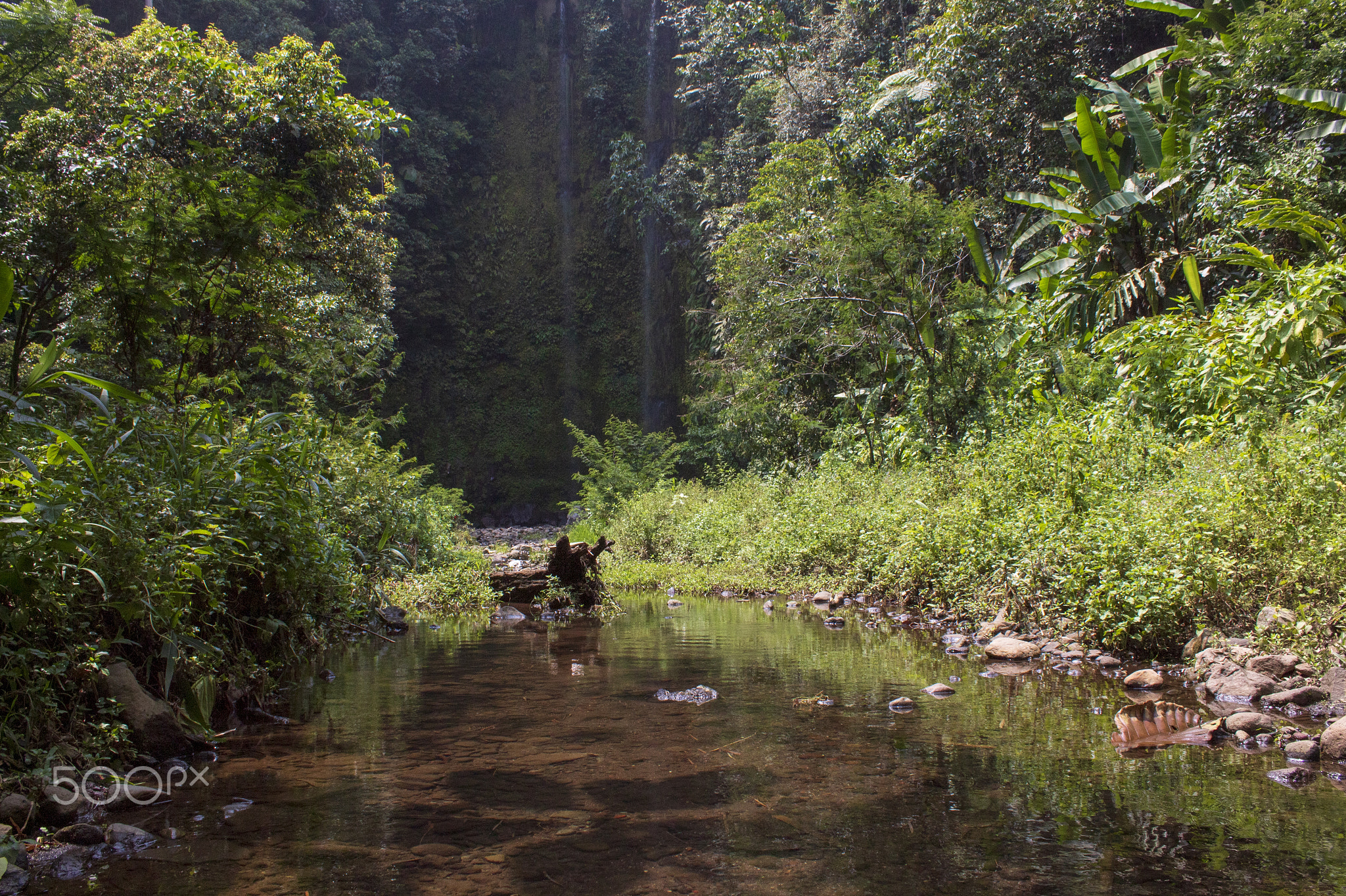 Scenic view of the forest