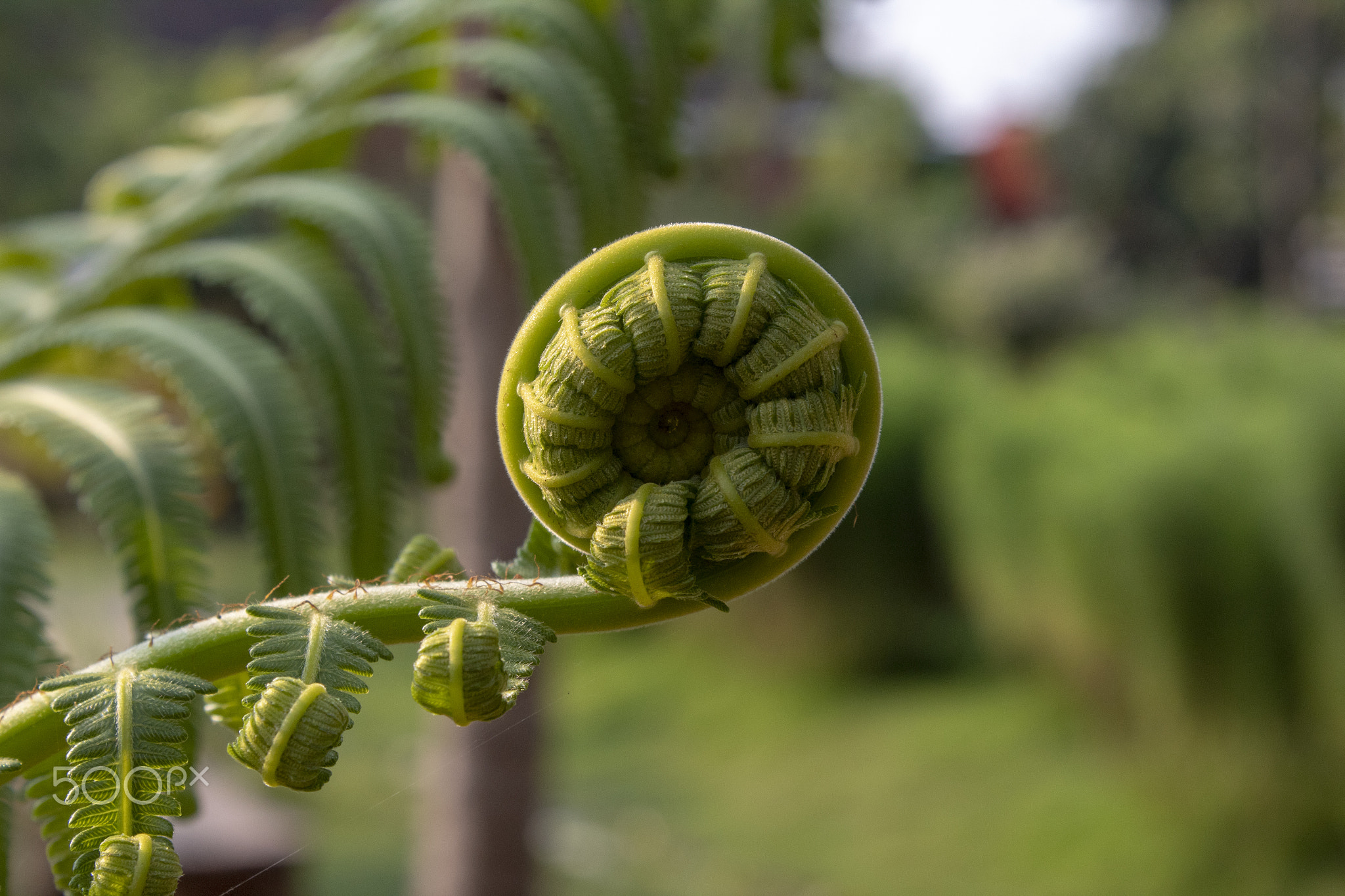 Close-up of fern