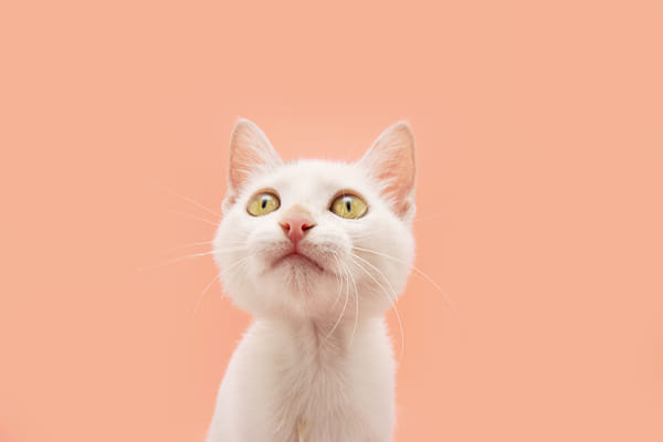 Portrait cute baby cat kitten looking up. Isolated on peach pink pastel background by Sandra on 500px.com