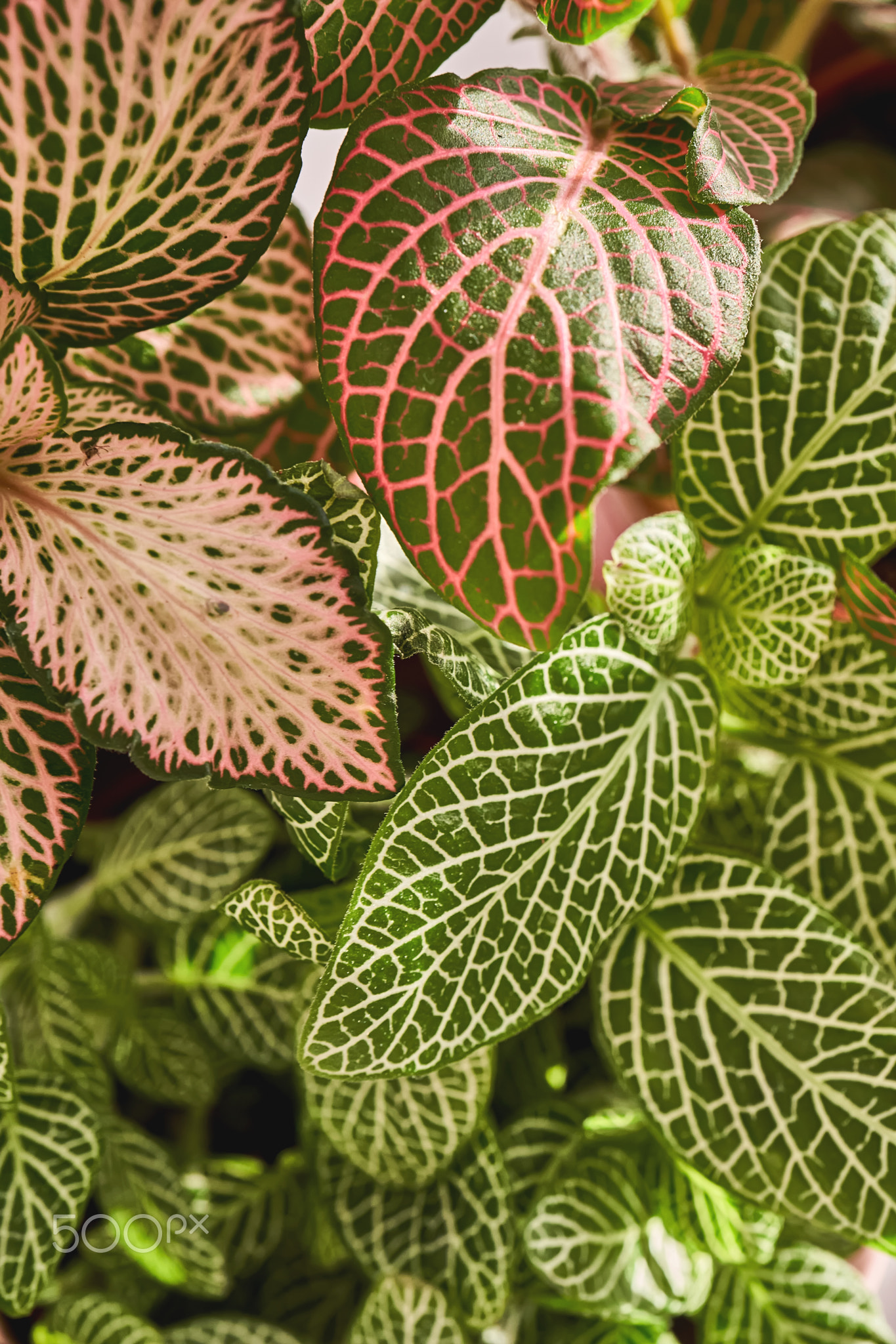 Close-up of a beautiful textured fittonia leaf.