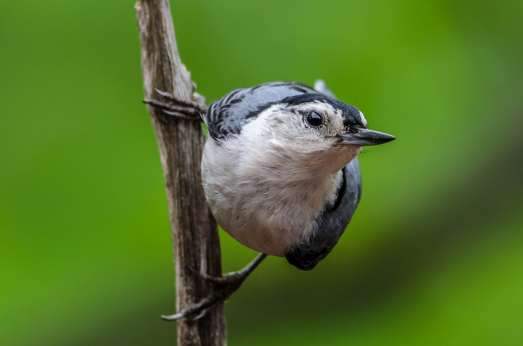 Nuthatch 1 by Christopher Bay on 500px.com